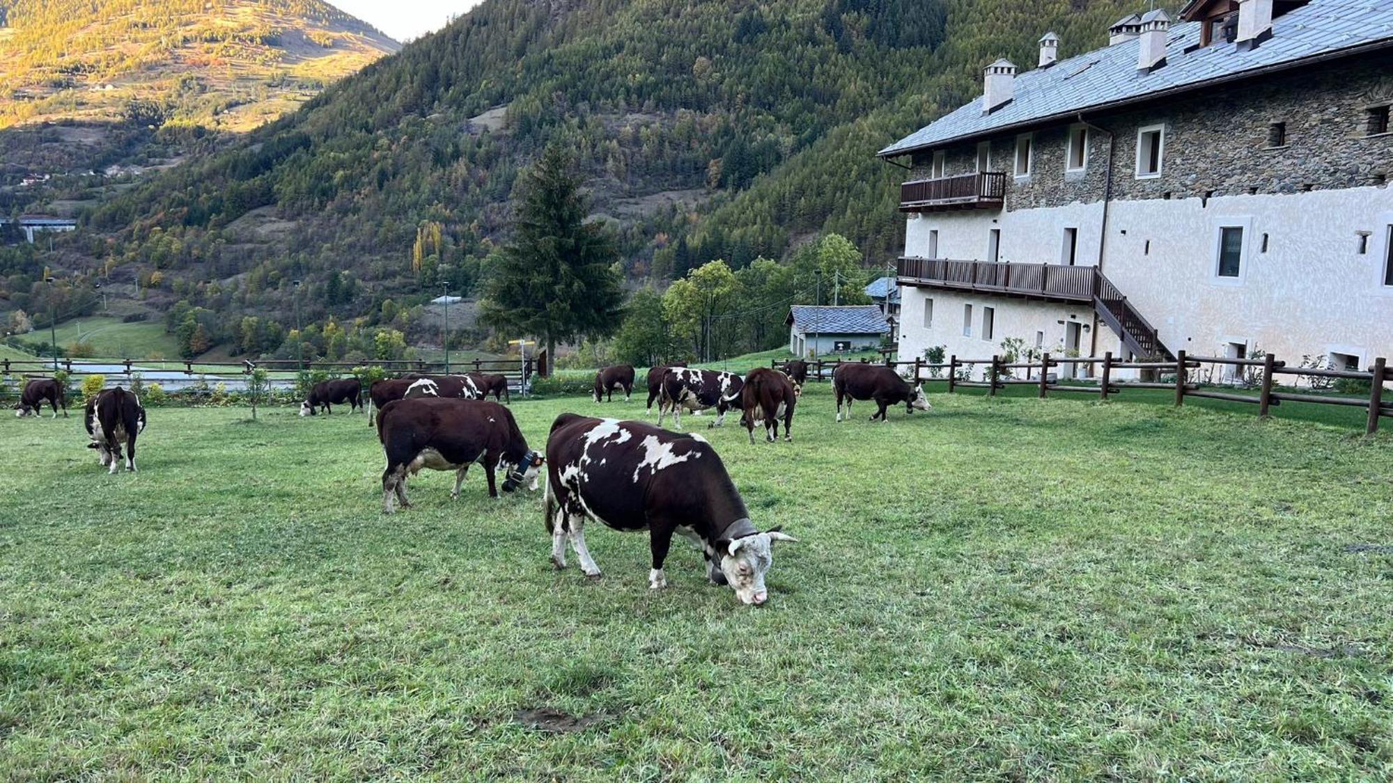 Maison Marcoz - Appartamenti Vacanze Etroubles Esterno foto